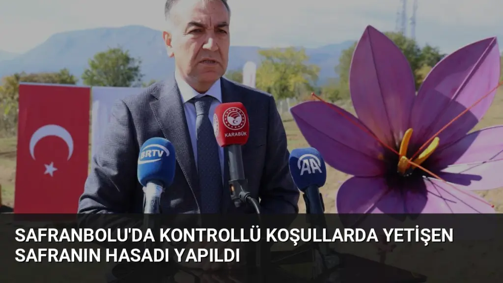 Safranbolu'da Kontrollü Koşullarda Yetişen Safranın Hasadı Yapıldı